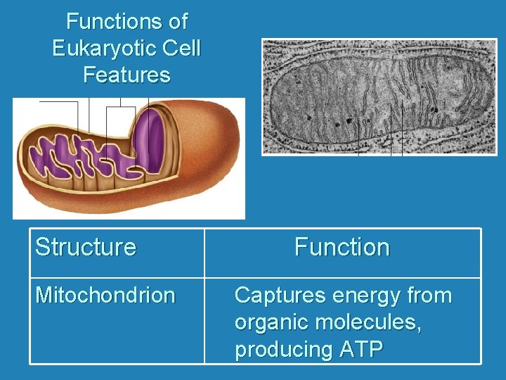 Functions of Eukaryotic Cell Features Structure Mitochondrion Function Captures energy from organic molecules, producing