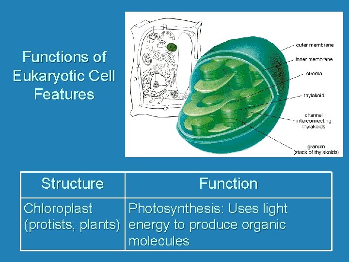 Functions of Eukaryotic Cell Features Structure Function Chloroplast Photosynthesis: Uses light (protists, plants) energy