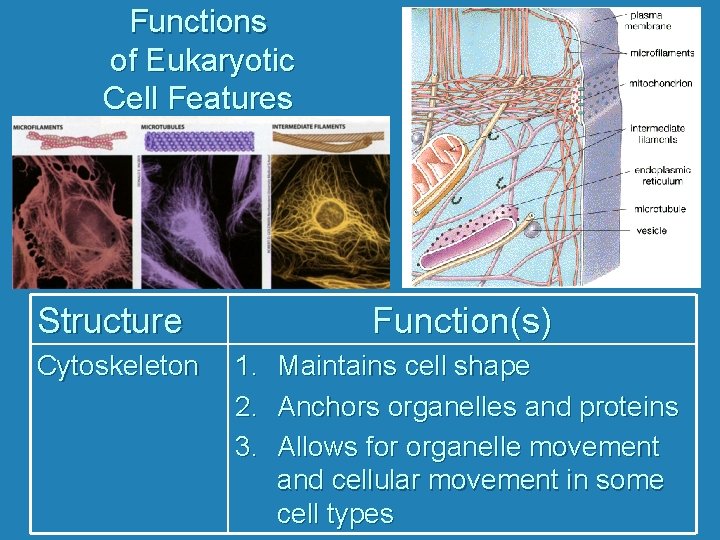 Functions of Eukaryotic Cell Features Structure Cytoskeleton Function(s) 1. 2. 3. Maintains cell shape