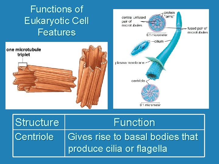 Functions of Eukaryotic Cell Features Structure Function Centriole Gives rise to basal bodies that