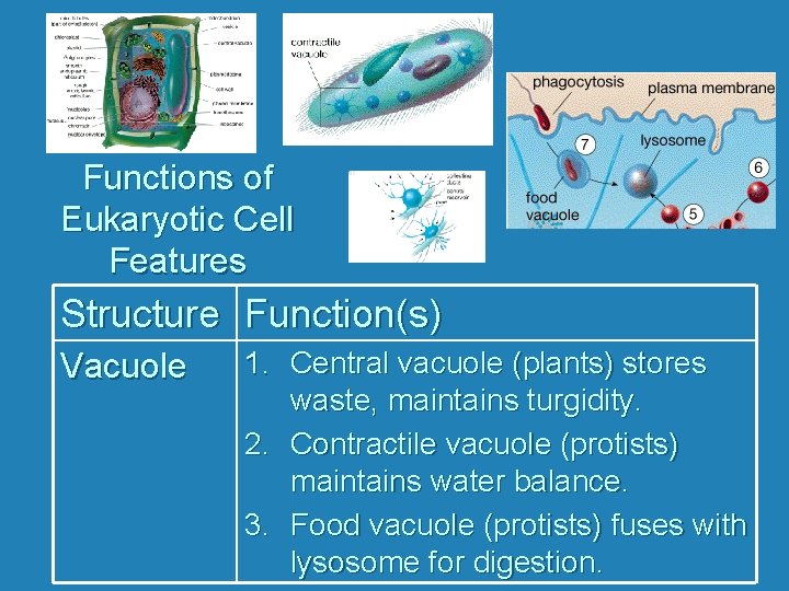 Functions of Eukaryotic Cell Features Structure Function(s) Vacuole 1. Central vacuole (plants) stores waste,
