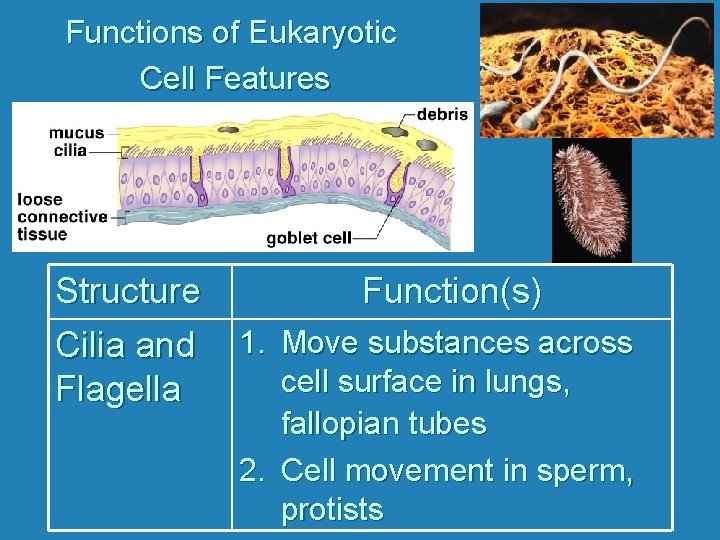 Functions of Eukaryotic Cell Features Structure Cilia and Flagella Function(s) 1. Move substances across