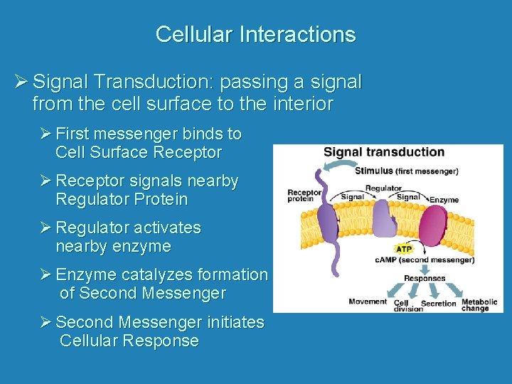 Cellular Interactions Ø Signal Transduction: passing a signal from the cell surface to the