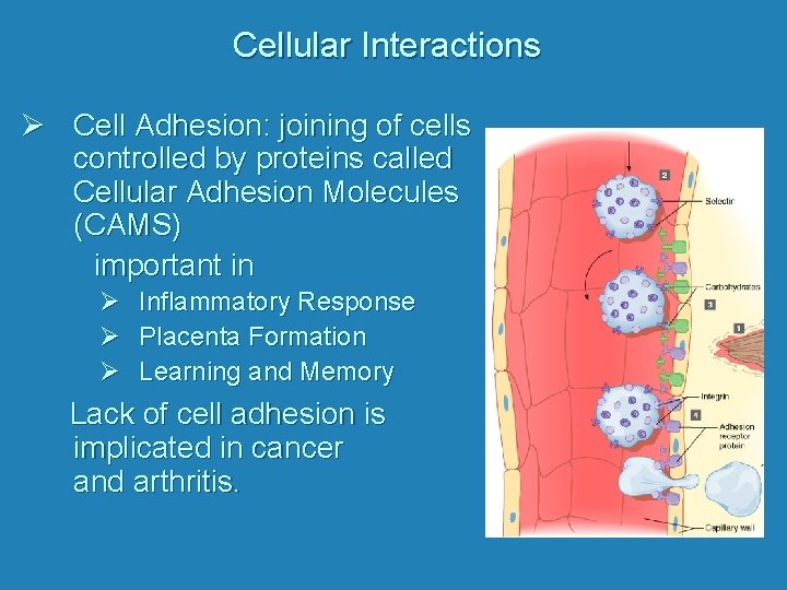 Cellular Interactions Ø Cell Adhesion: joining of cells controlled by proteins called Cellular Adhesion