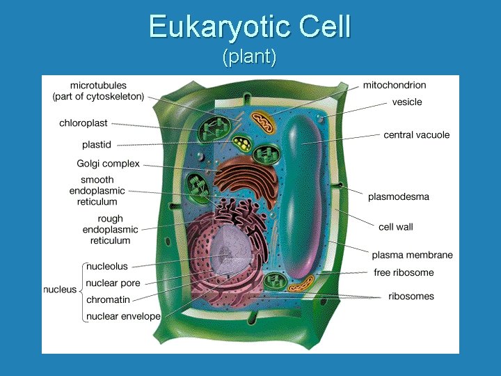 Eukaryotic Cell (plant) 