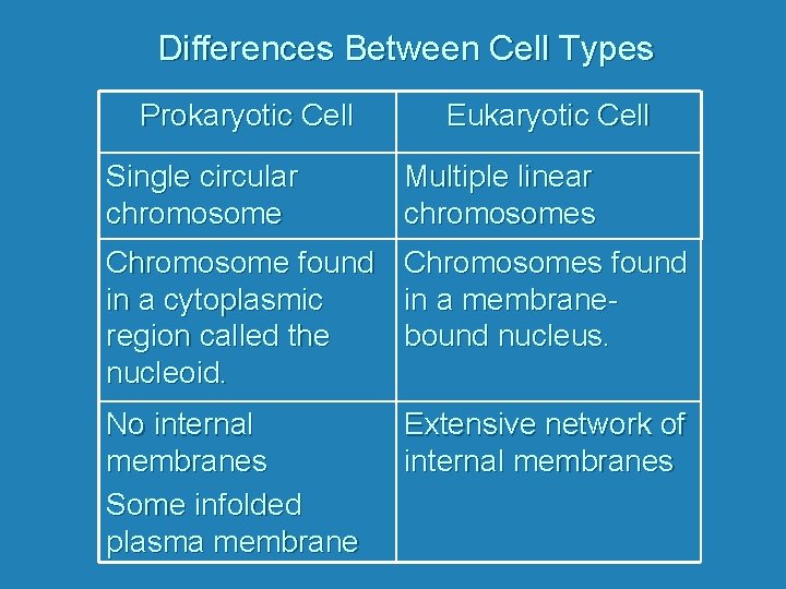 Differences Between Cell Types Prokaryotic Cell Eukaryotic Cell Single circular chromosome Multiple linear chromosomes