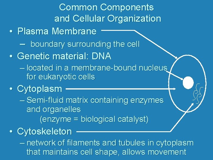 Common Components and Cellular Organization • Plasma Membrane – boundary surrounding the cell •