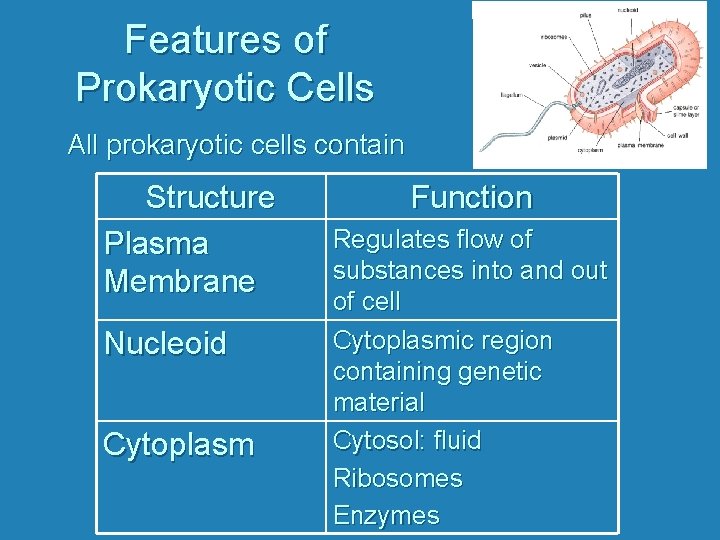 Features of Prokaryotic Cells All prokaryotic cells contain Structure Plasma Membrane Nucleoid Cytoplasm Function