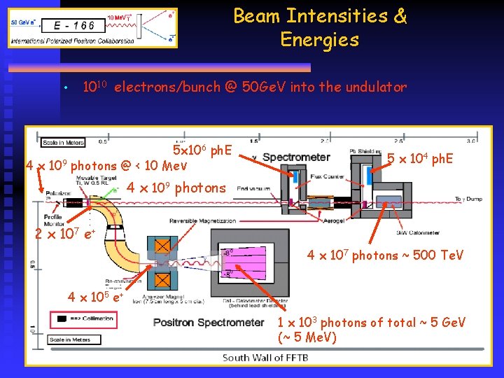 Beam Intensities & Energies • 1010 electrons/bunch @ 50 Ge. V into the undulator