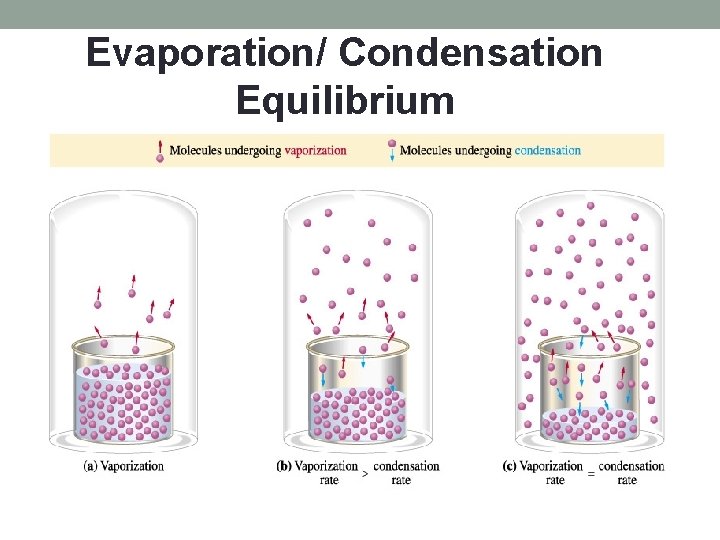 Evaporation/ Condensation Equilibrium 