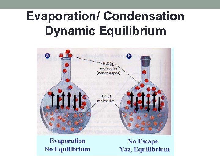 Evaporation/ Condensation Dynamic Equilibrium 