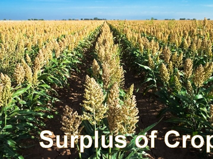 Surplus of Crop 