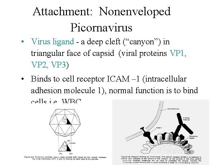 Attachment: Nonenveloped Picornavirus • Virus ligand - a deep cleft (“canyon”) in triangular face