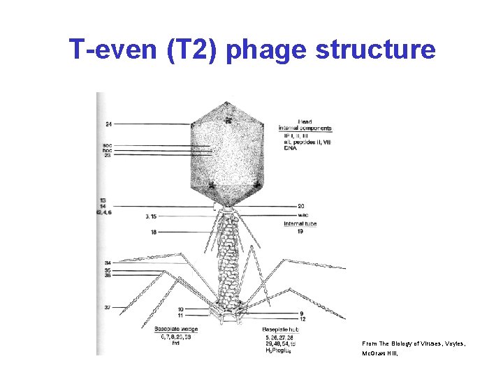 T-even (T 2) phage structure From The Biology of Viruses, Voyles, Mc. Graw Hill,