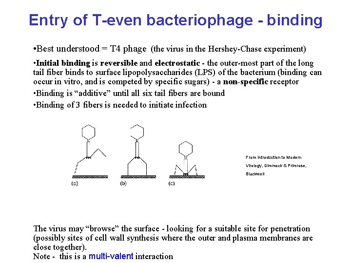 Entry of T-even bacteriophage - binding • Best understood = T 4 phage (the