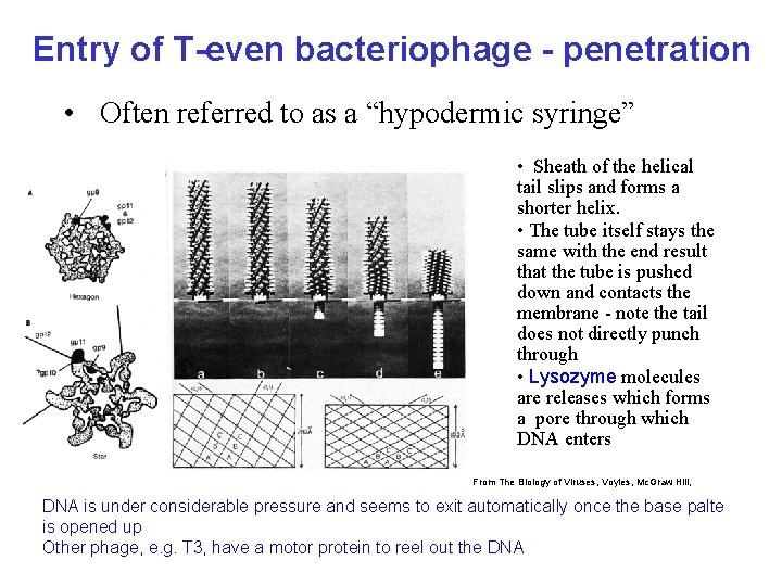 Entry of T-even bacteriophage - penetration • Often referred to as a “hypodermic syringe”