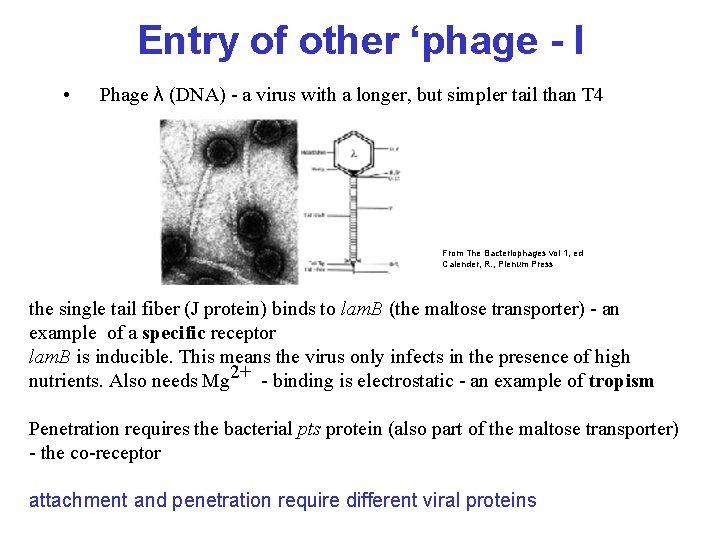 Entry of other ‘phage - I • Phage λ (DNA) - a virus with