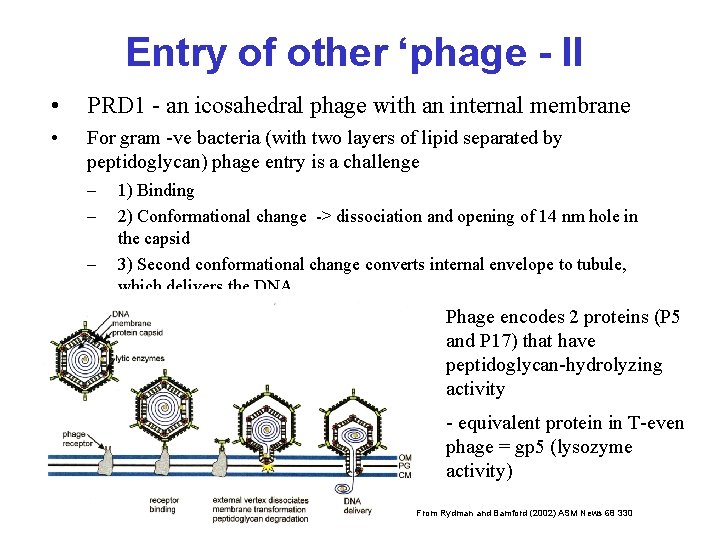 Entry of other ‘phage - II • PRD 1 - an icosahedral phage with