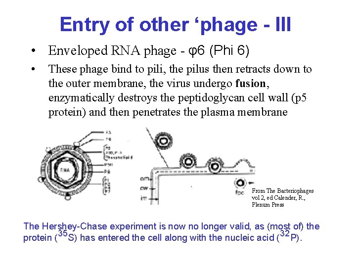 Entry of other ‘phage - III • Enveloped RNA phage - φ6 (Phi 6)