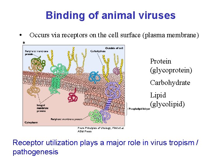 Binding of animal viruses • Occurs via receptors on the cell surface (plasma membrane)