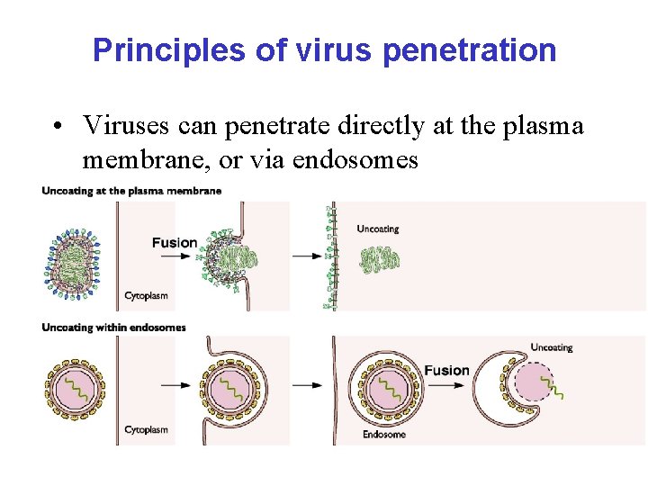 Principles of virus penetration • Viruses can penetrate directly at the plasma membrane, or