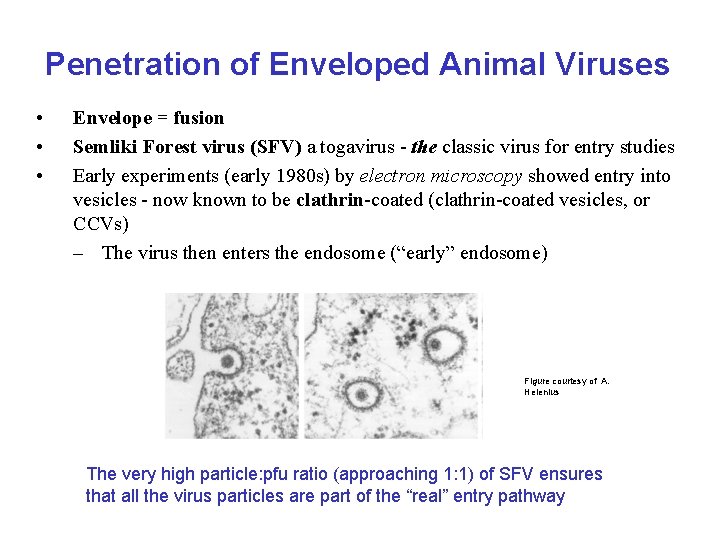 Penetration of Enveloped Animal Viruses • • • Envelope = fusion Semliki Forest virus