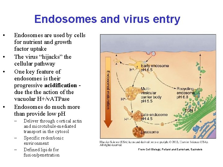 Endosomes and virus entry • • Endosomes are used by cells for nutrient and