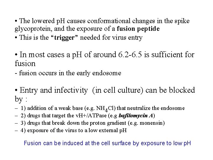  • The lowered p. H causes conformational changes in the spike glycoprotein, and