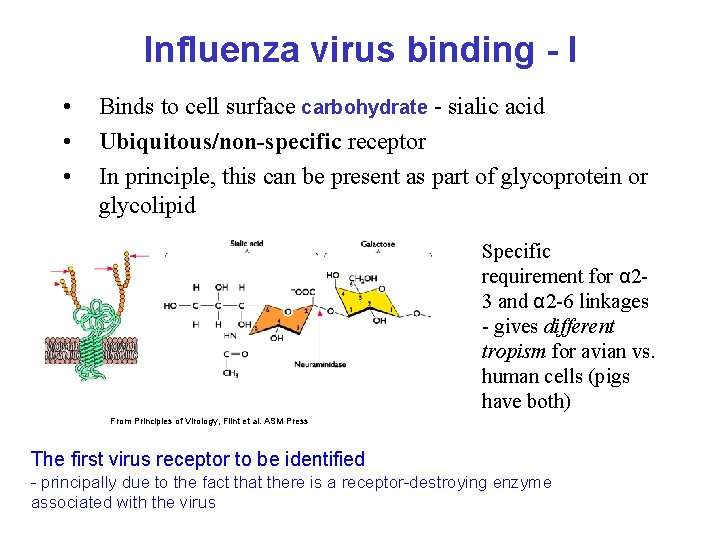 Influenza virus binding - I • • • Binds to cell surface carbohydrate -