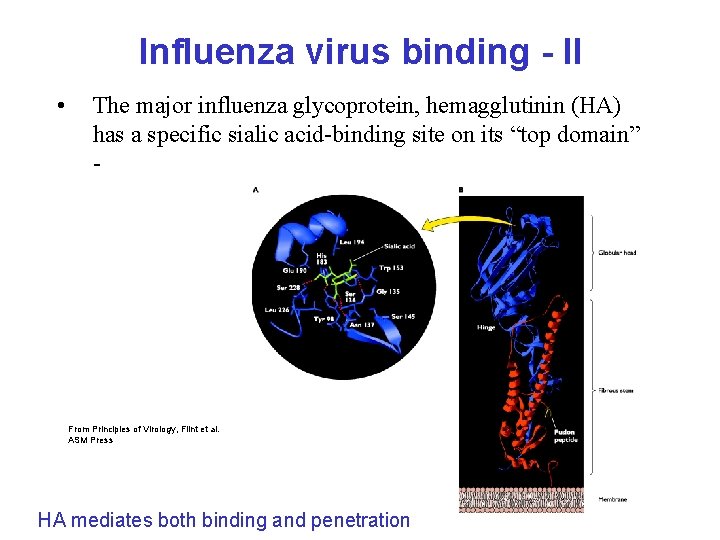 Influenza virus binding - II • The major influenza glycoprotein, hemagglutinin (HA) has a