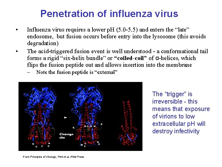 Penetration of influenza virus • • Influenza virus requires a lower p. H (5.