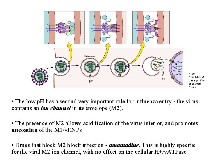 From Principles of Virology, Flint et al, ASM Press • The low p. H
