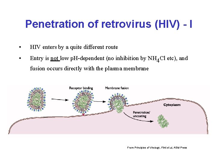 Penetration of retrovirus (HIV) - I • HIV enters by a quite different route