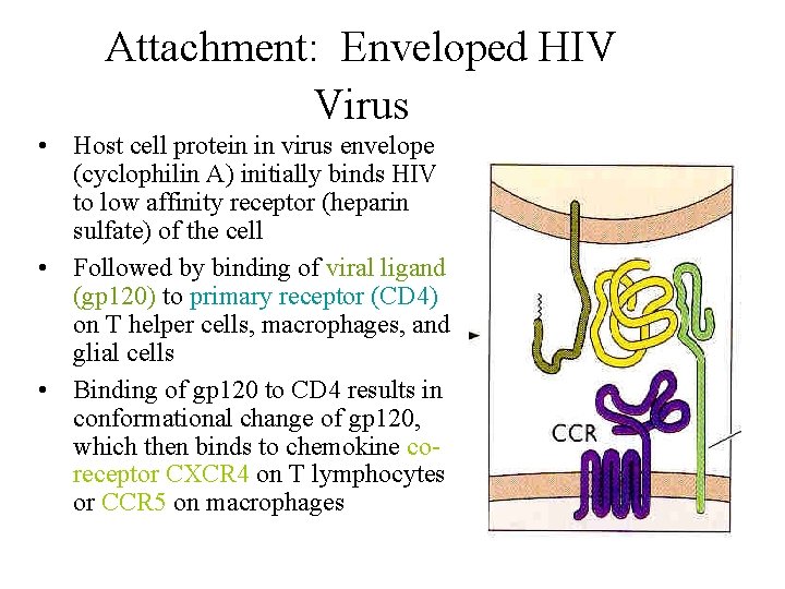 Attachment: Enveloped HIV Virus • Host cell protein in virus envelope (cyclophilin A) initially