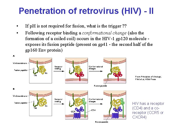 Penetration of retrovirus (HIV) - II • • If p. H is not required