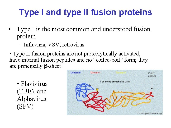 Type I and type II fusion proteins • Type I is the most common