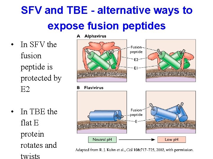 SFV and TBE - alternative ways to expose fusion peptides • In SFV the