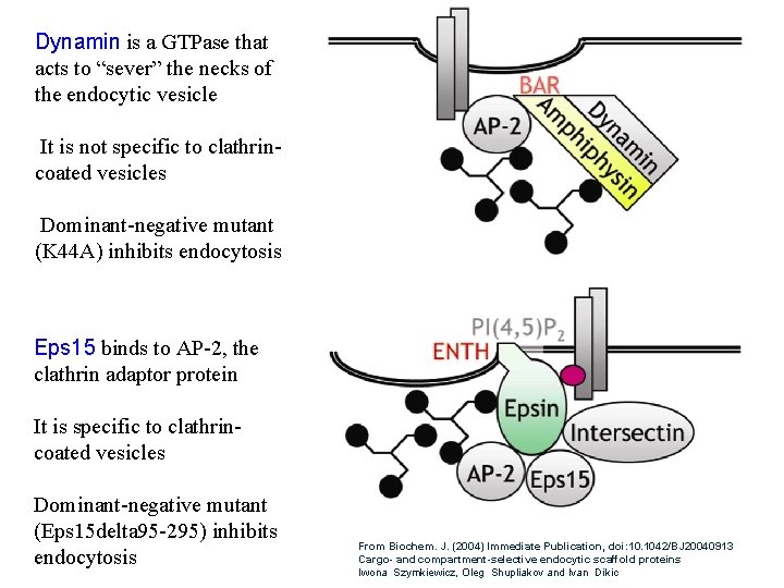 Dynamin is a GTPase that acts to “sever” the necks of the endocytic vesicle