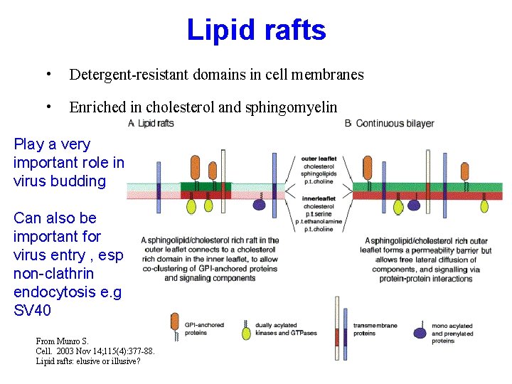 Lipid rafts • Detergent-resistant domains in cell membranes • Enriched in cholesterol and sphingomyelin