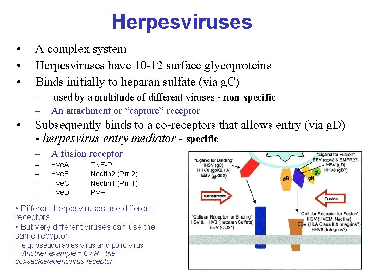 Herpesviruses • • • A complex system Herpesviruses have 10 -12 surface glycoproteins Binds