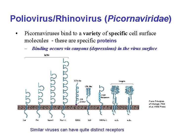 Poliovirus/Rhinovirus (Picornaviridae) • Picornaviruses bind to a variety of specific cell surface molecules -