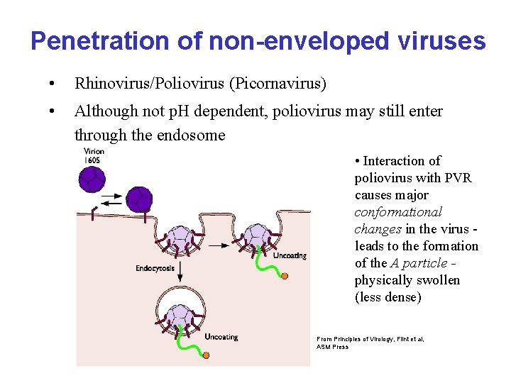 Penetration of non-enveloped viruses • Rhinovirus/Poliovirus (Picornavirus) • Although not p. H dependent, poliovirus