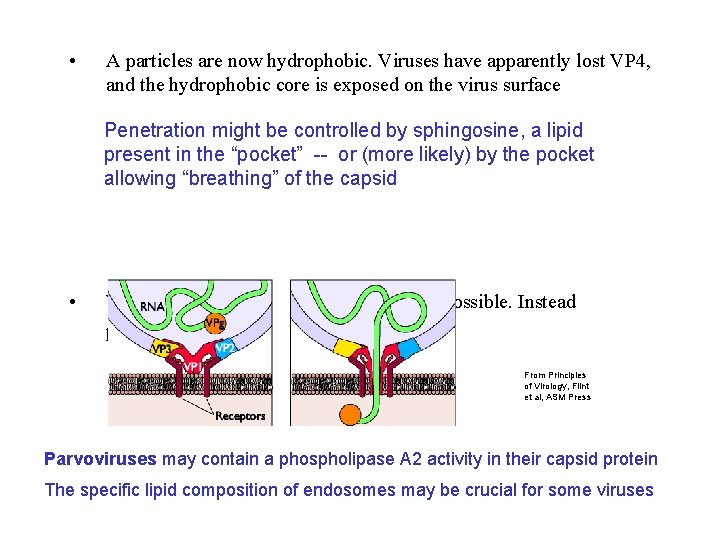  • A particles are now hydrophobic. Viruses have apparently lost VP 4, and