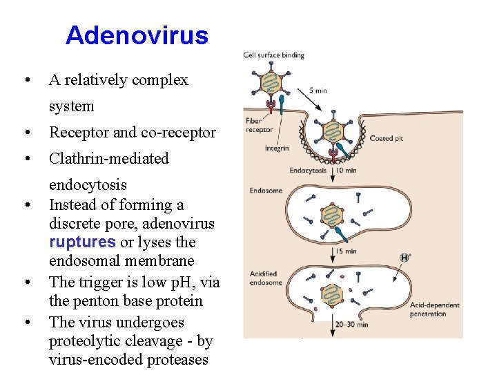 Adenovirus • A relatively complex system • Receptor and co-receptor • Clathrin-mediated • •