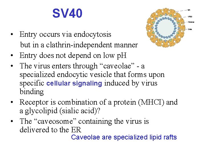SV 40 • Entry occurs via endocytosis but in a clathrin-independent manner • Entry
