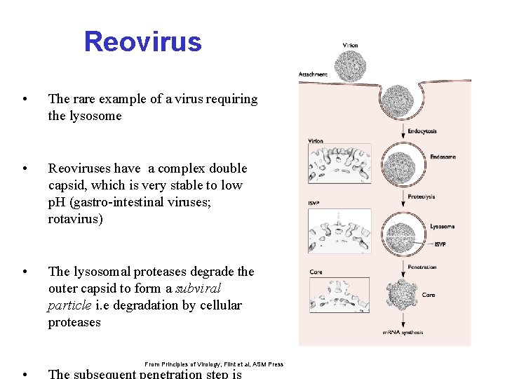 Reovirus • The rare example of a virus requiring the lysosome • Reoviruses have