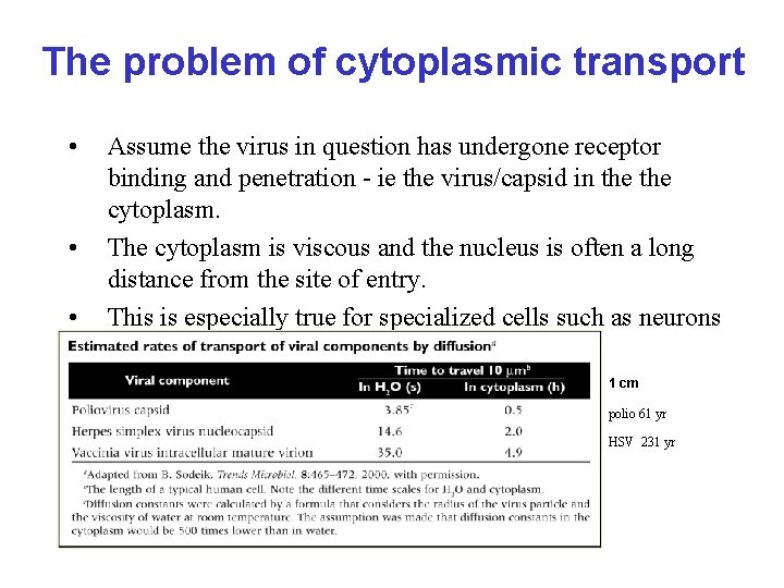 The problem of cytoplasmic transport • • • Assume the virus in question has
