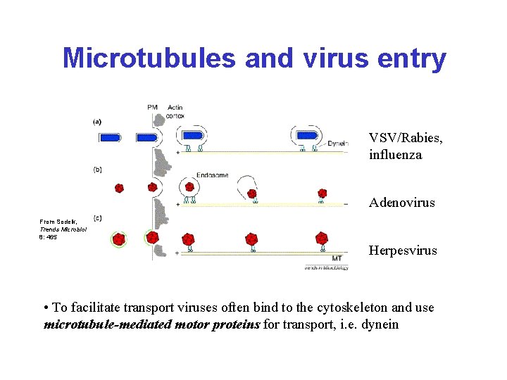 Microtubules and virus entry VSV/Rabies, influenza Adenovirus From Sodeik, Trends Microbiol 8: 465 Herpesvirus
