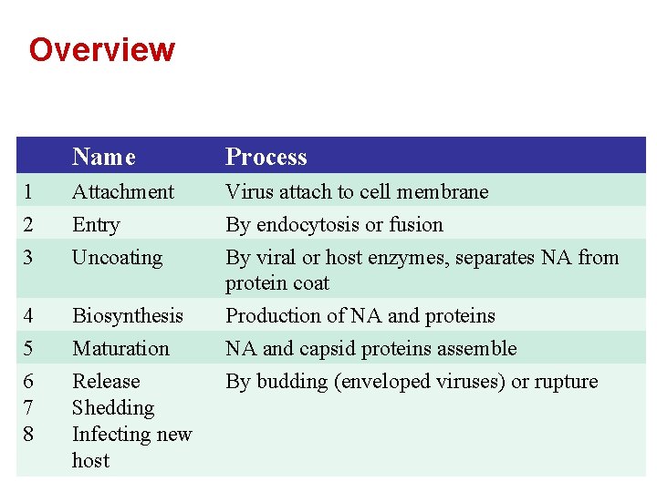 Overview Name Process 1 2 3 Attachment Entry Uncoating Virus attach to cell membrane