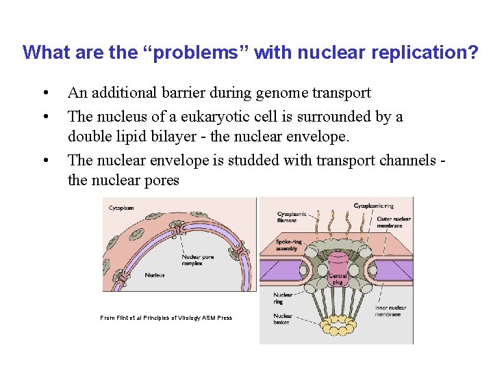 What are the “problems” with nuclear replication? • • • An additional barrier during